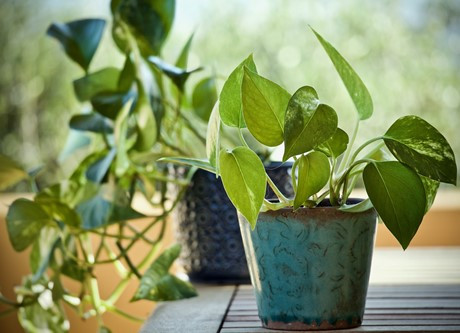 Epuration de l'air intérieur par les plantes